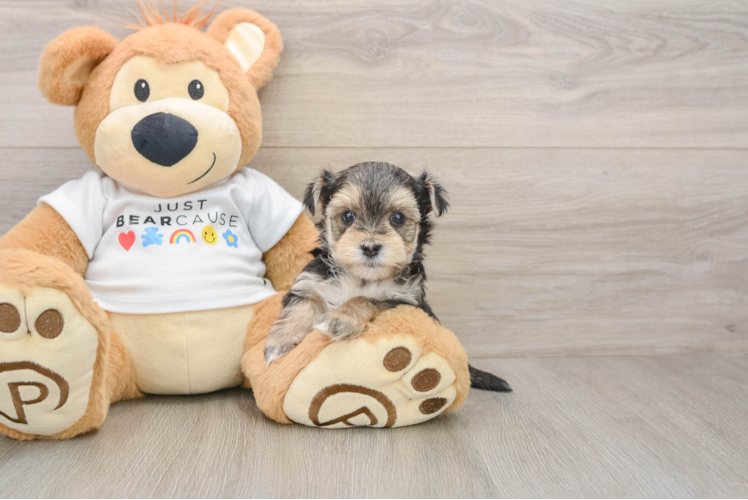 Fluffy Morkie Designer Pup