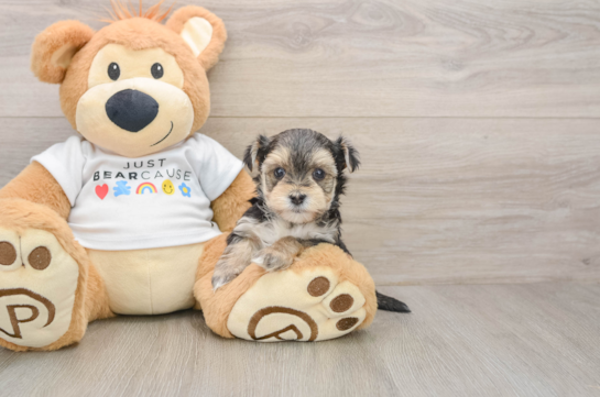 Fluffy Morkie Designer Pup