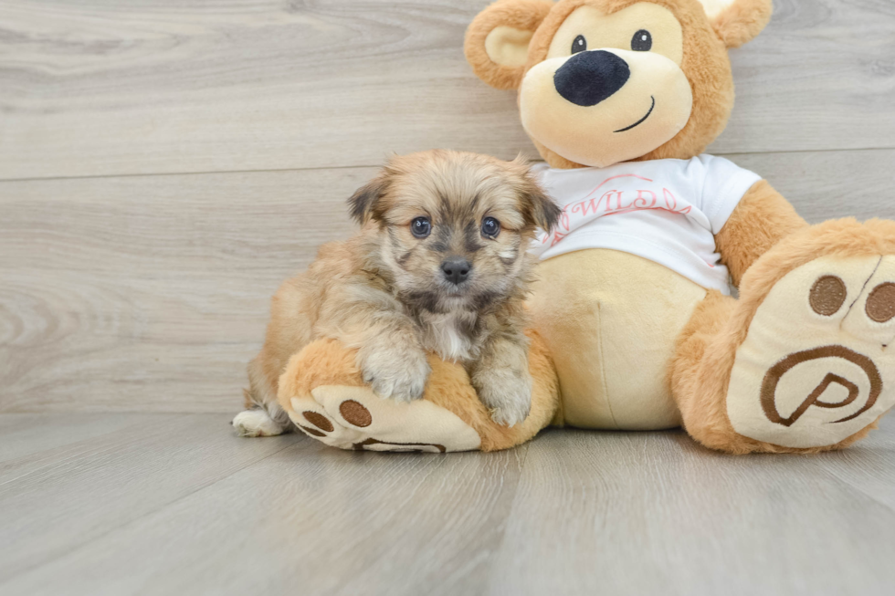 Morkie Pup Being Cute