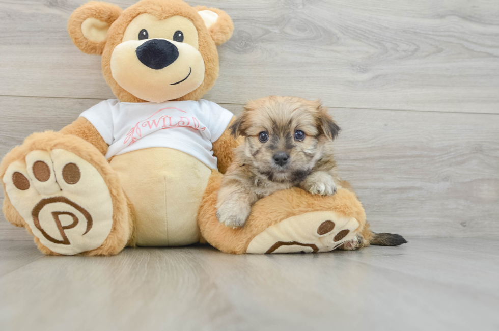 7 week old Morkie Puppy For Sale - Puppy Love PR