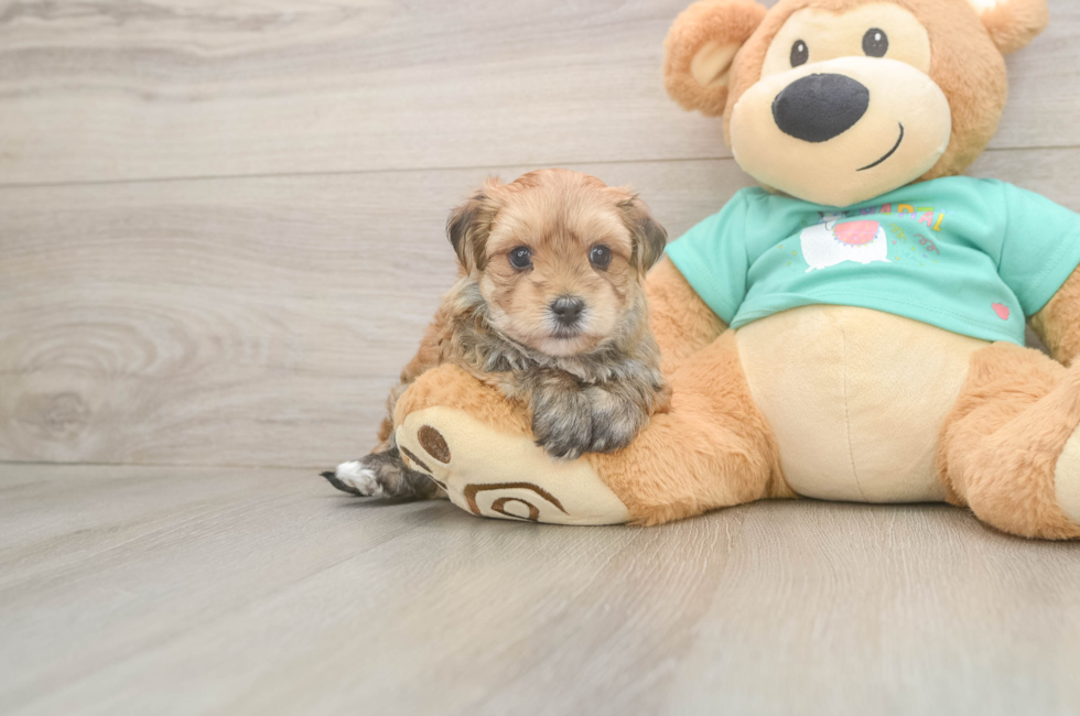 5 week old Morkie Puppy For Sale - Puppy Love PR
