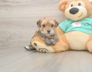 7 week old Morkie Puppy For Sale - Puppy Love PR 7 week old Morkie Puppy For Sale - Puppy Love PR