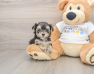 6 week old Morkie Puppy For Sale - Puppy Love PR