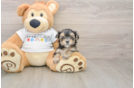 Fluffy Morkie Designer Pup