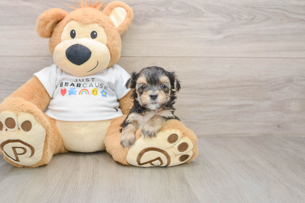 Fluffy Morkie Designer Pup