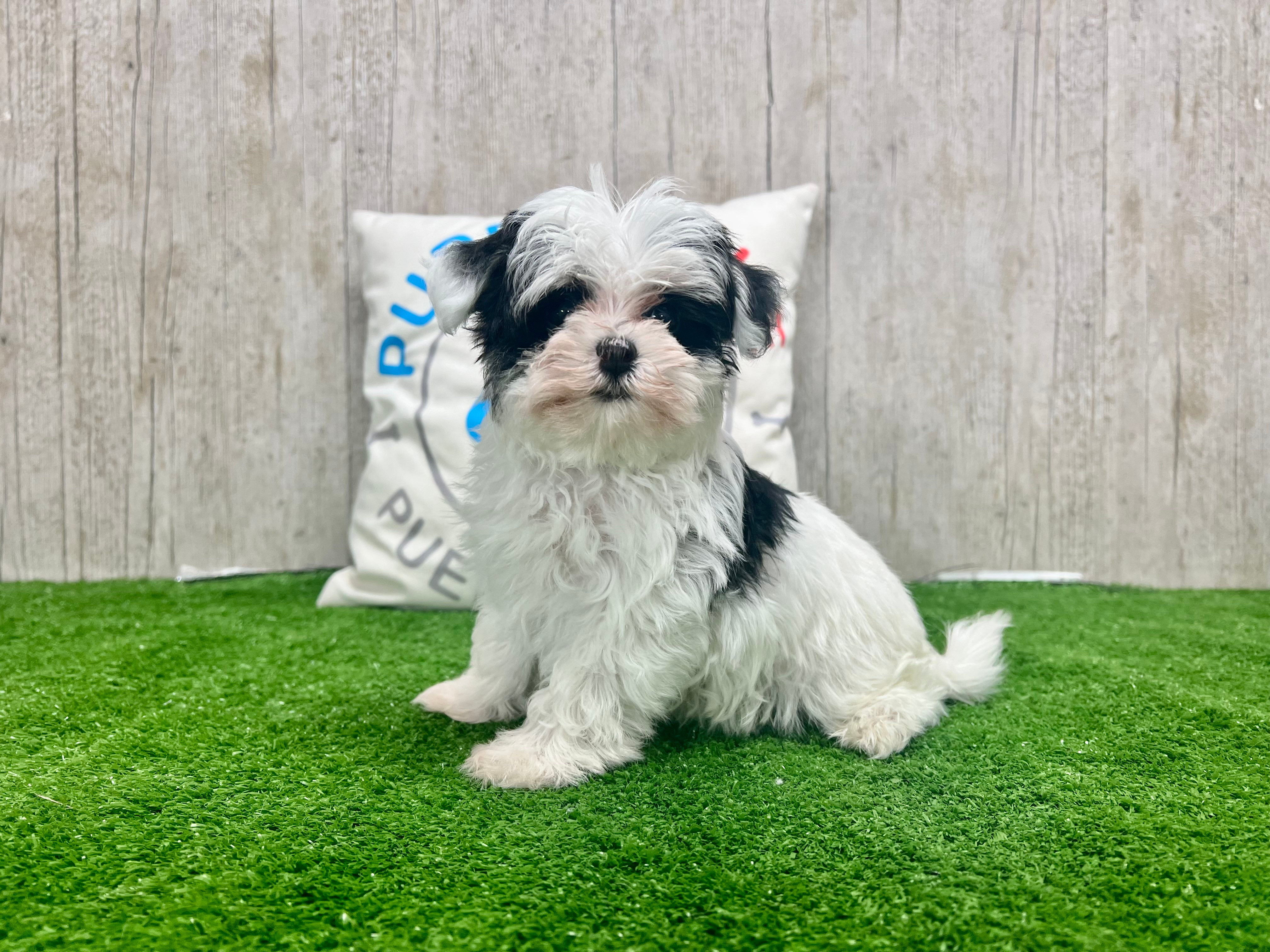 Cute Morkie Baby