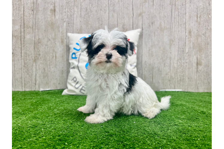 Meet Kirk - our Morkie Puppy Photo 1/4 - Puppy Love PR Cute Morkie Baby