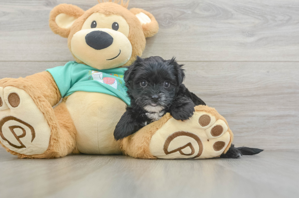 5 week old Morkie Puppy For Sale - Puppy Love PR
