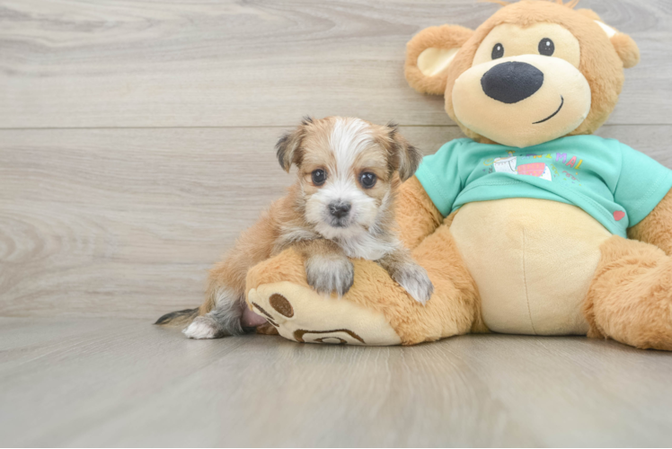 Cute Morkie Baby