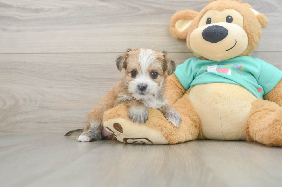 6 week old Morkie Puppy For Sale - Puppy Love PR