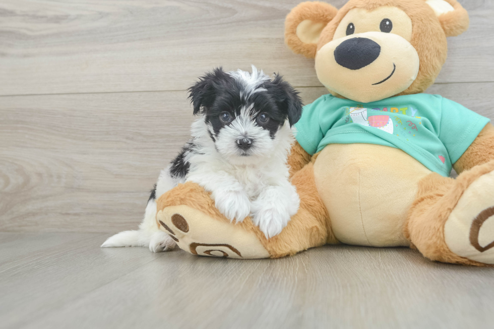 Morkie Puppy for Adoption