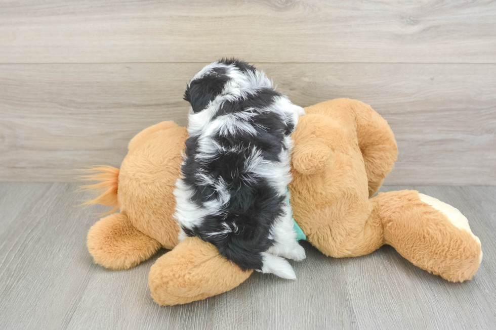 Little Yorkiemalt Designer Puppy