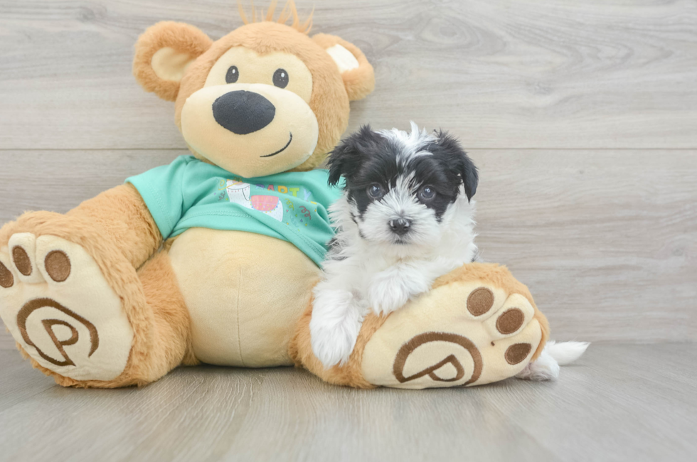 5 week old Morkie Puppy For Sale - Puppy Love PR