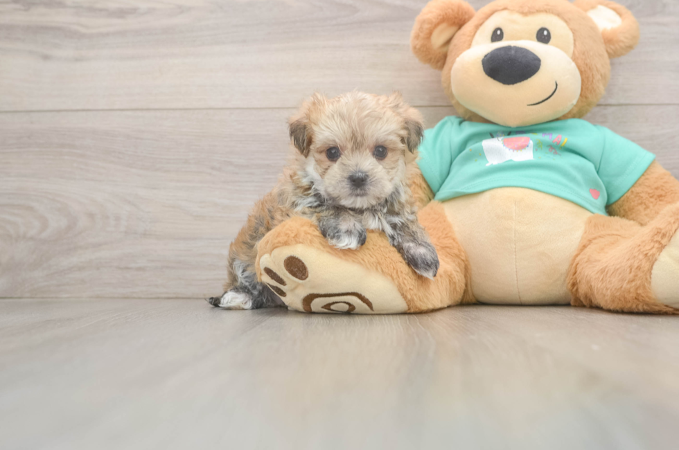 7 week old Morkie Puppy For Sale - Puppy Love PR
