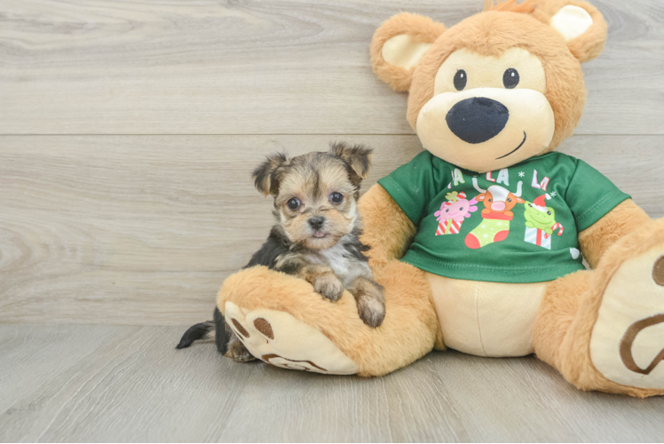 Morkie Pup Being Cute