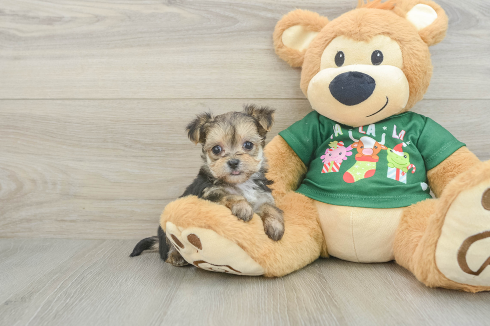 Morkie Pup Being Cute