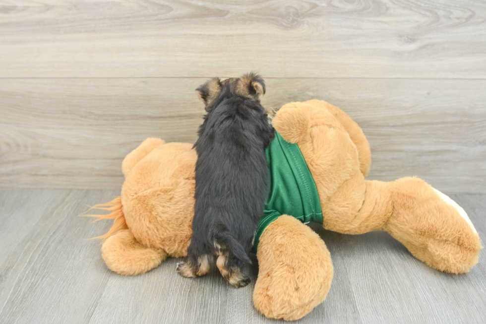 Hypoallergenic Yorktese Designer Puppy