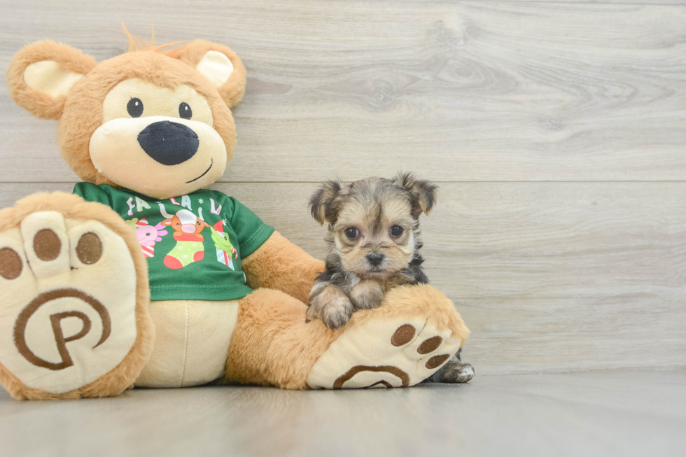 Funny Morkie Designer Pup