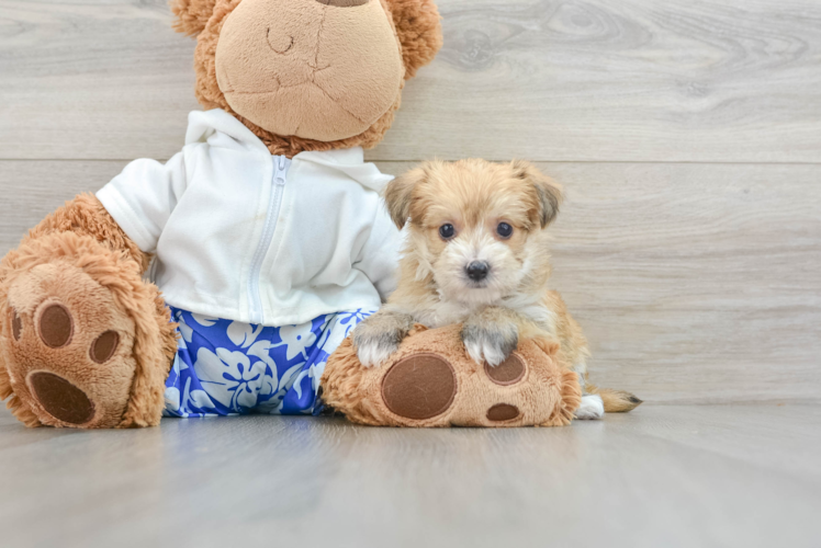 Meet Lovely - our Morkie Puppy Photo 1/3 - Puppy Love PR Smart Morkie Designer Pup