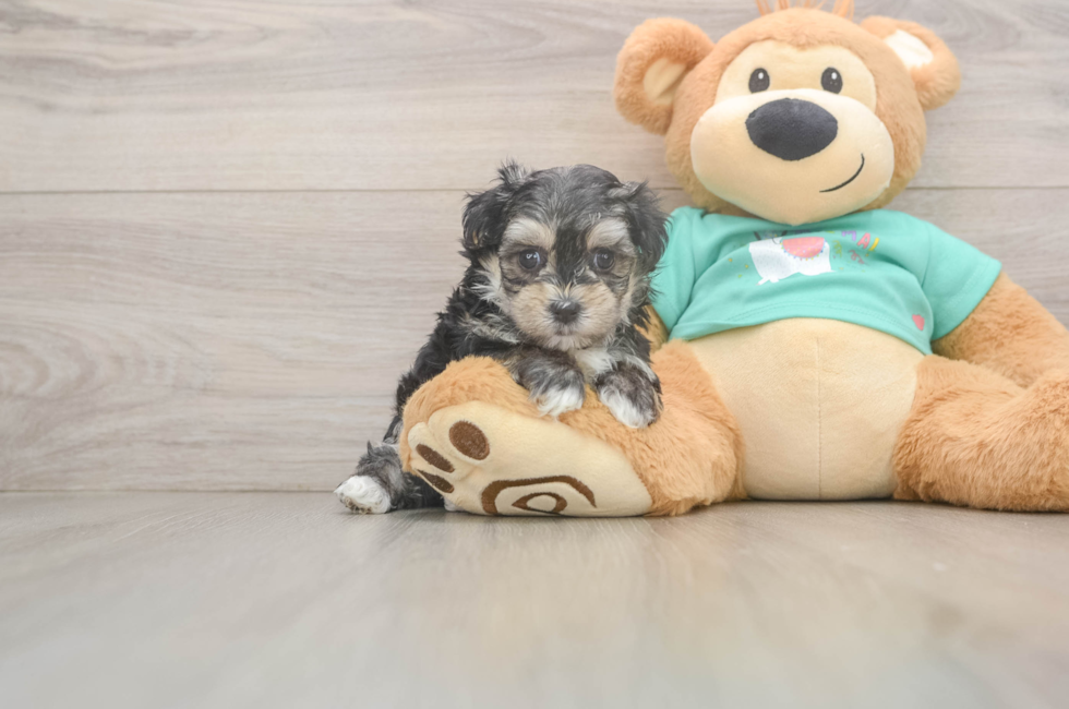7 week old Morkie Puppy For Sale - Puppy Love PR