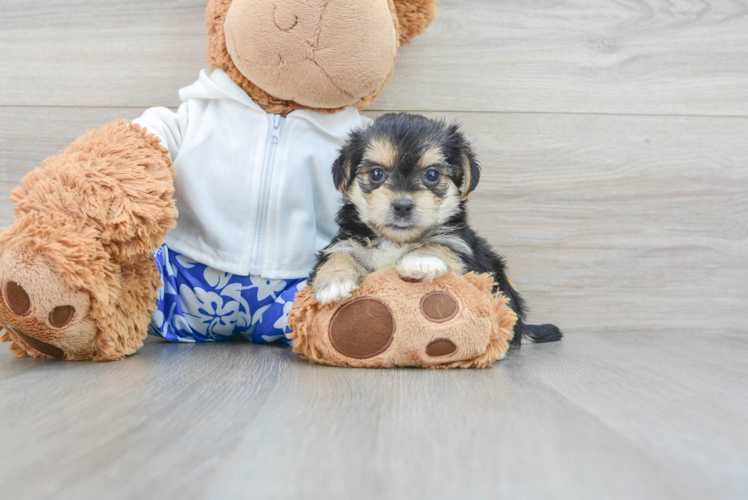 Meet Maci - our Morkie Puppy Photo 1/3 - Puppy Love PR Morkie Puppy for Adoption