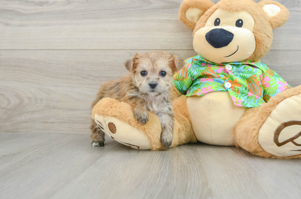 7 week old Morkie Puppy For Sale - Puppy Love PR