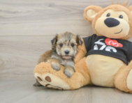 6 week old Morkie Puppy For Sale - Puppy Love PR