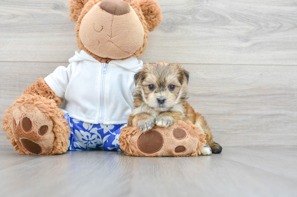 6 week old Morkie Puppy For Sale - Puppy Love PR