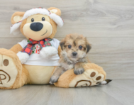 6 week old Morkie Puppy For Sale - Puppy Love PR