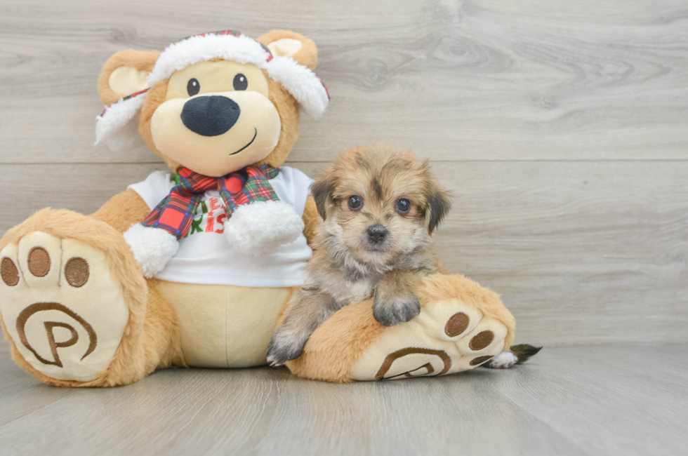 6 week old Morkie Puppy For Sale - Puppy Love PR