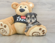 6 week old Morkie Puppy For Sale - Puppy Love PR