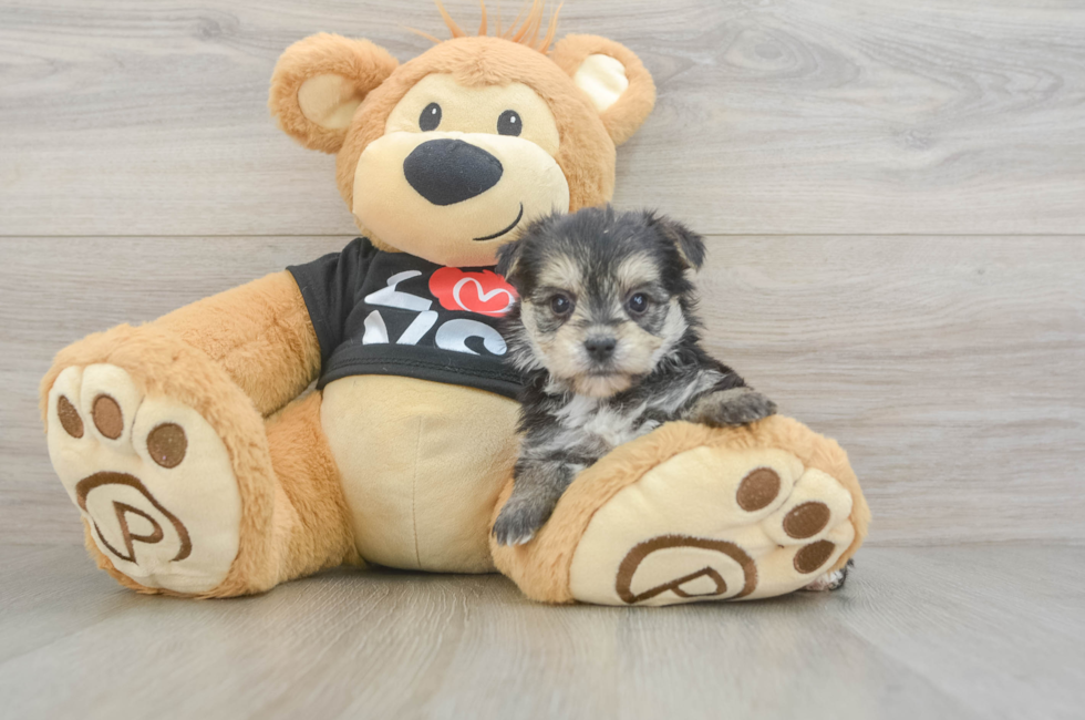 6 week old Morkie Puppy For Sale - Puppy Love PR