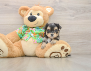 5 week old Morkie Puppy For Sale - Puppy Love PR