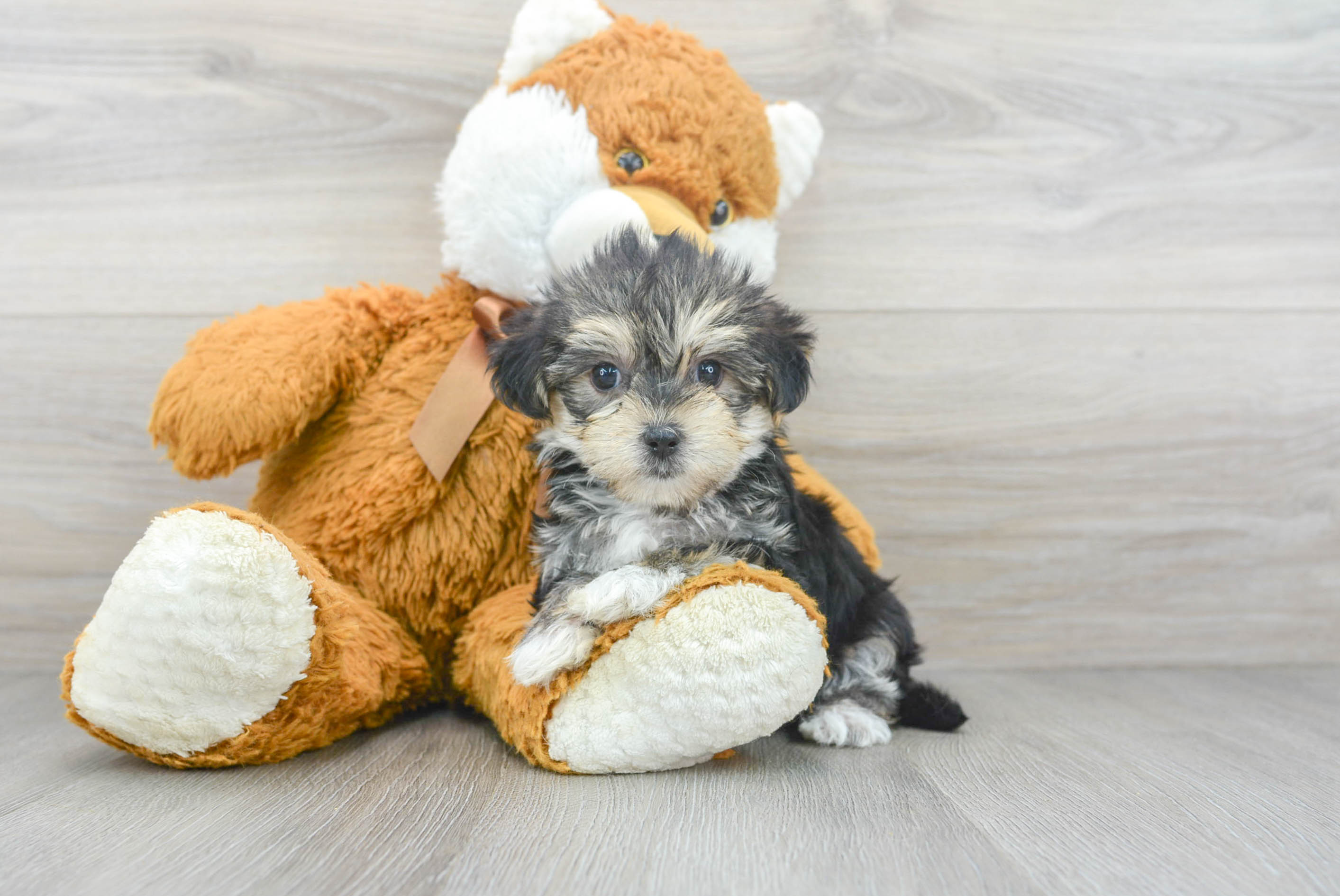 Teddy sales bear morkie