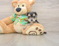 5 week old Morkie Puppy For Sale - Puppy Love PR