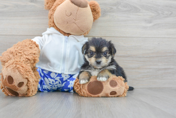 Meet Melodi - our Morkie Puppy Photo 1/3 - Puppy Love PR Playful Yorkie Designer Puppy
