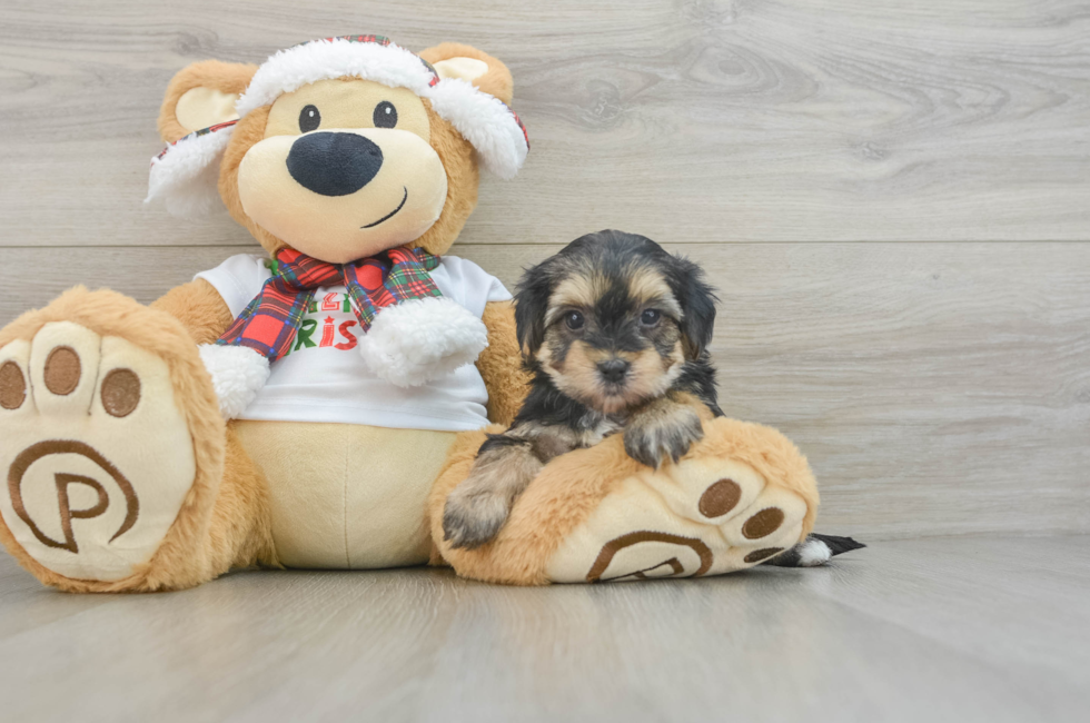 6 week old Morkie Puppy For Sale - Puppy Love PR