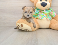 5 week old Morkie Puppy For Sale - Puppy Love PR