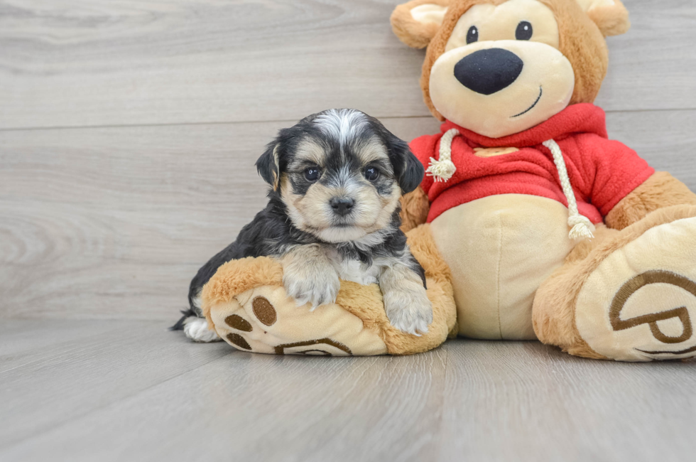 8 week old Morkie Puppy For Sale - Puppy Love PR