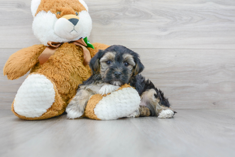 Morkie Pup Being Cute