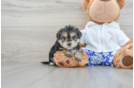 Popular Morkie Designer Pup