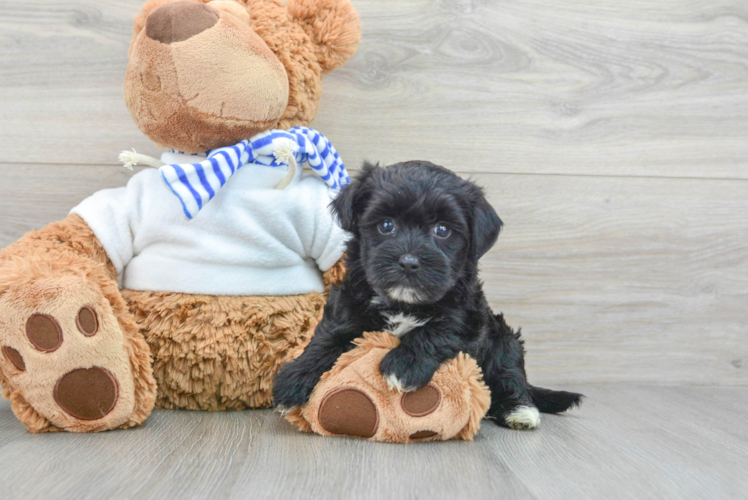 Meet Monte - our Morkie Puppy Photo 1/3 - Puppy Love PR Happy Morkie Baby