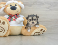 6 week old Morkie Puppy For Sale - Puppy Love PR