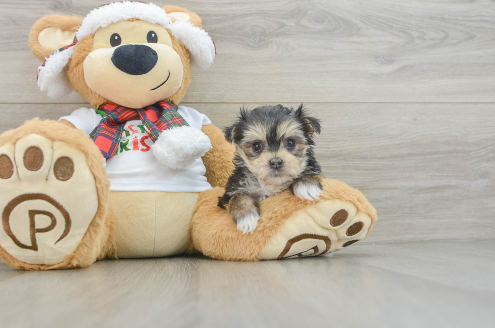 6 week old Morkie Puppy For Sale - Puppy Love PR