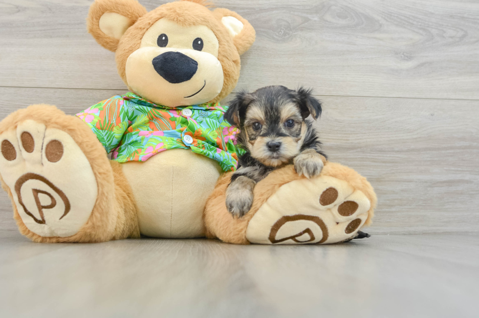 9 week old Morkie Puppy For Sale - Puppy Love PR