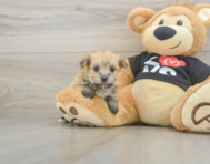 9 week old Morkie Puppy For Sale - Puppy Love PR