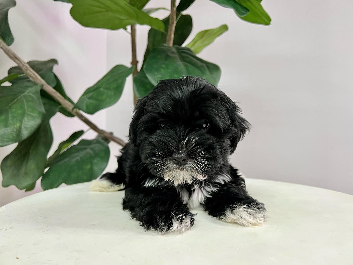 Cute Morkie Designer Pup