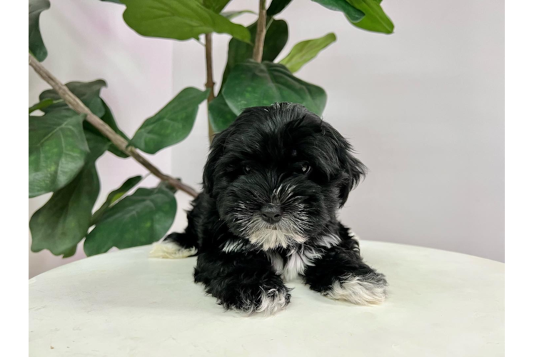 Cute Morkie Designer Pup