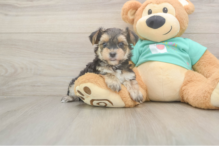Fluffy Morkie Designer Pup