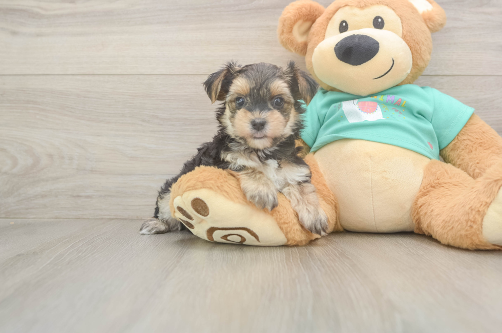 6 week old Morkie Puppy For Sale - Puppy Love PR